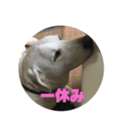 白いラブラドールのラブ（個別スタンプ：7）