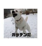 白いラブラドールのラブ（個別スタンプ：14）