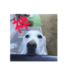 白いラブラドールのラブ（個別スタンプ：15）
