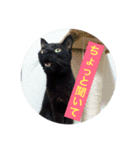 黒猫メル（個別スタンプ：2）
