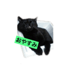 黒猫メル（個別スタンプ：4）
