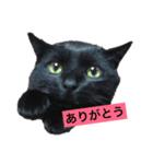 黒猫メル（個別スタンプ：7）