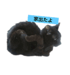 黒猫メル（個別スタンプ：8）