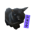 黒猫メル（個別スタンプ：9）