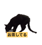 黒猫メル（個別スタンプ：11）