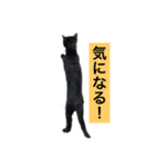 黒猫メル（個別スタンプ：12）