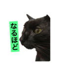 黒猫メル（個別スタンプ：13）