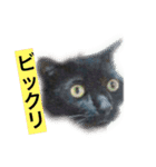 黒猫メル（個別スタンプ：14）