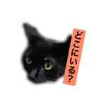 黒猫メル（個別スタンプ：15）