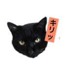 黒猫メル（個別スタンプ：16）