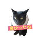 黒猫メル（個別スタンプ：18）