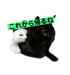黒猫メル（個別スタンプ：19）