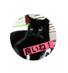 黒猫メル（個別スタンプ：20）