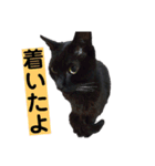 黒猫メル（個別スタンプ：21）