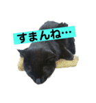 黒猫メル（個別スタンプ：22）