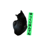 黒猫メル（個別スタンプ：24）