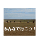 海と空と草原と馬と。モンゴルの風景写真（個別スタンプ：23）