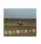海と空と草原と馬と。モンゴルの風景写真（個別スタンプ：25）