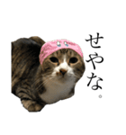 たにがわねこちゃん4（個別スタンプ：1）