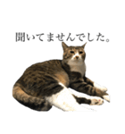 たにがわねこちゃん4（個別スタンプ：3）