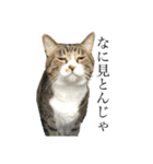 たにがわねこちゃん4（個別スタンプ：4）