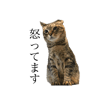たにがわねこちゃん4（個別スタンプ：6）