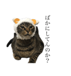 たにがわねこちゃん4（個別スタンプ：10）