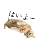 たにがわねこちゃん4（個別スタンプ：11）