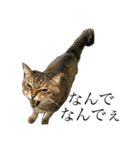 たにがわねこちゃん4（個別スタンプ：14）