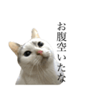 たにがわねこちゃん4（個別スタンプ：17）