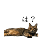 たにがわねこちゃん4（個別スタンプ：20）