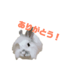 うさぎな日々①（個別スタンプ：6）