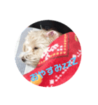 まるぷーピッピのスタンプ（個別スタンプ：6）