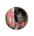 武蔵 小次郎（個別スタンプ：5）