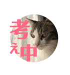 武蔵 小次郎（個別スタンプ：7）