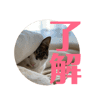武蔵 小次郎（個別スタンプ：8）