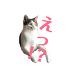 武蔵 小次郎（個別スタンプ：12）
