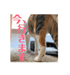武蔵 小次郎（個別スタンプ：17）