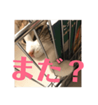 武蔵 小次郎（個別スタンプ：23）