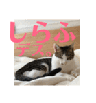 武蔵 小次郎（個別スタンプ：24）