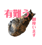 武蔵 小次郎（個別スタンプ：25）