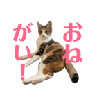武蔵 小次郎（個別スタンプ：28）