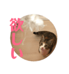 武蔵 小次郎（個別スタンプ：31）