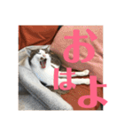 武蔵 小次郎（個別スタンプ：33）