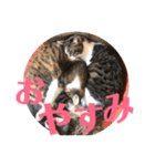 武蔵 小次郎（個別スタンプ：35）