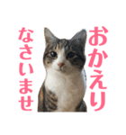 武蔵 小次郎（個別スタンプ：38）