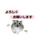 ハムすたんぷ〜日常編〜（個別スタンプ：2）