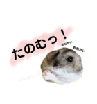 ハムすたんぷ〜日常編〜（個別スタンプ：3）