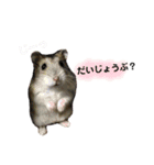 ハムすたんぷ〜日常編〜（個別スタンプ：4）