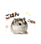 ハムすたんぷ〜日常編〜（個別スタンプ：20）